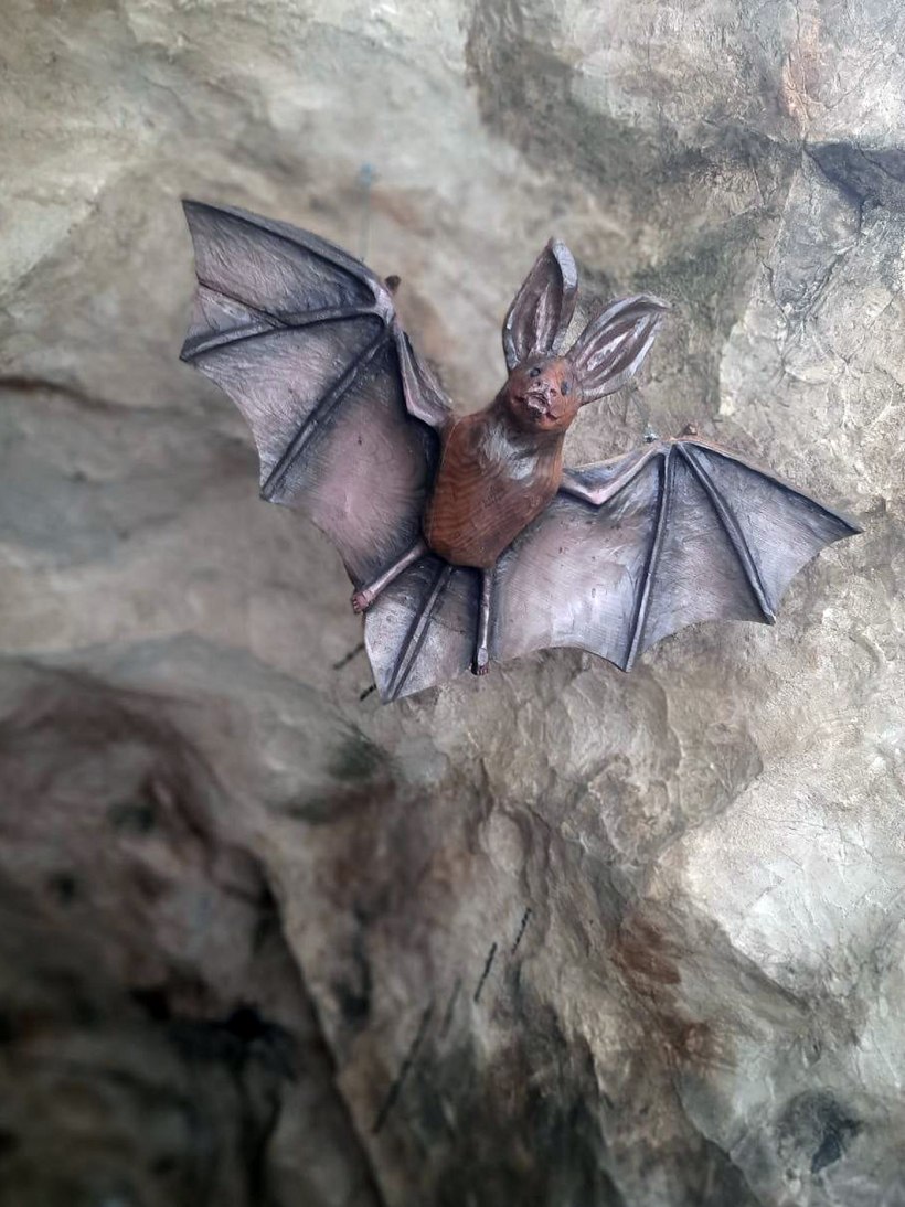 Рукокрылые pipistrellus somalicus
