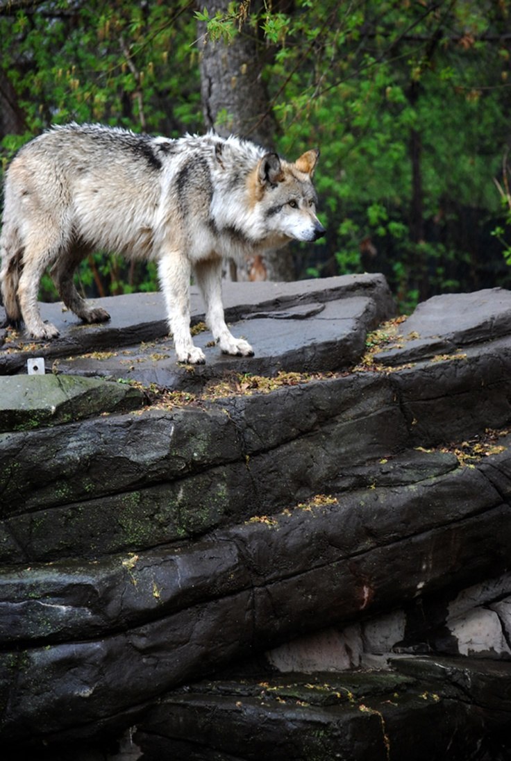 Canis Lupus Hodophilax