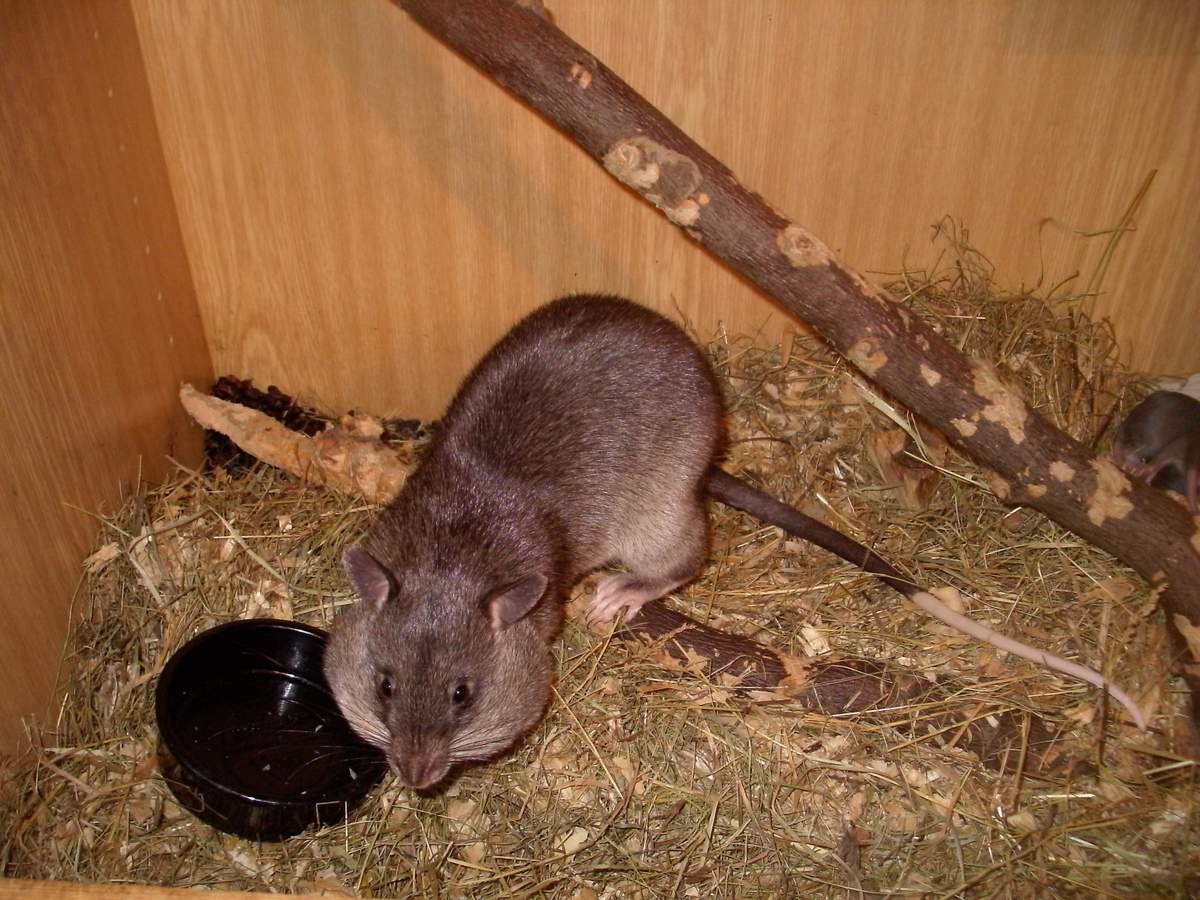 Cricetomys gambianus. Гамбийская крыса (Cricetomys gambianus. Африканские хомяковые крысы. Гигантская хомяковая крыса. Гигантская Африканская крыса.