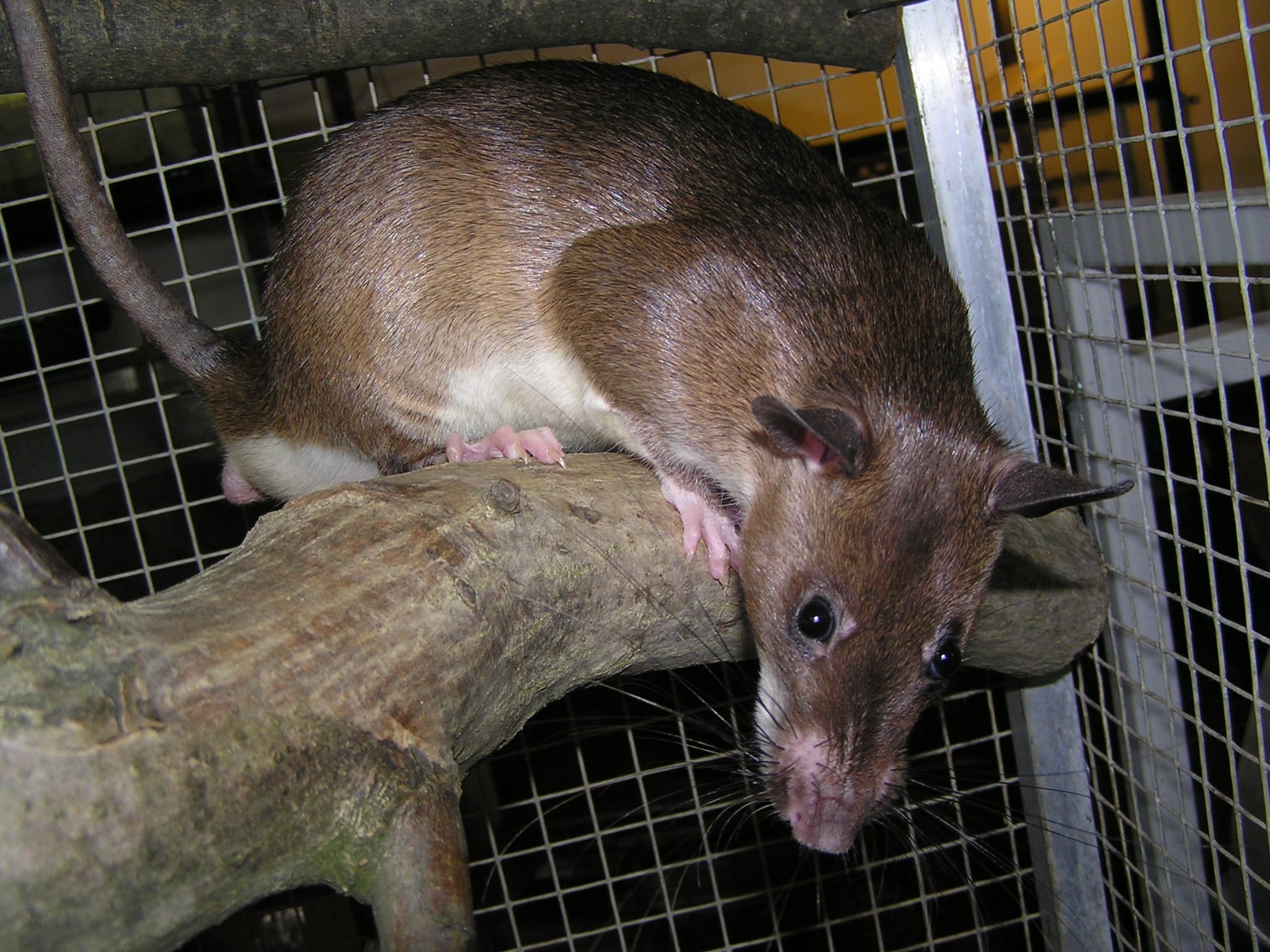 Cricetomys gambianus. Гамбийская сумчатая крыса. Шерстистая крыса Босави. Лусонская крыса кустарниковая крыса. Гамбийская хомяковая крыса (Cricetomys gambianus).