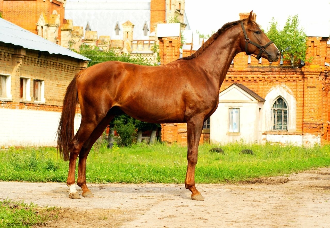 Хорс год. Тракененская порода лошадей. Тракененская кобыла рыжая. Гнедая Тракененская кобыла. Тракененская лошадь породы лошадей.