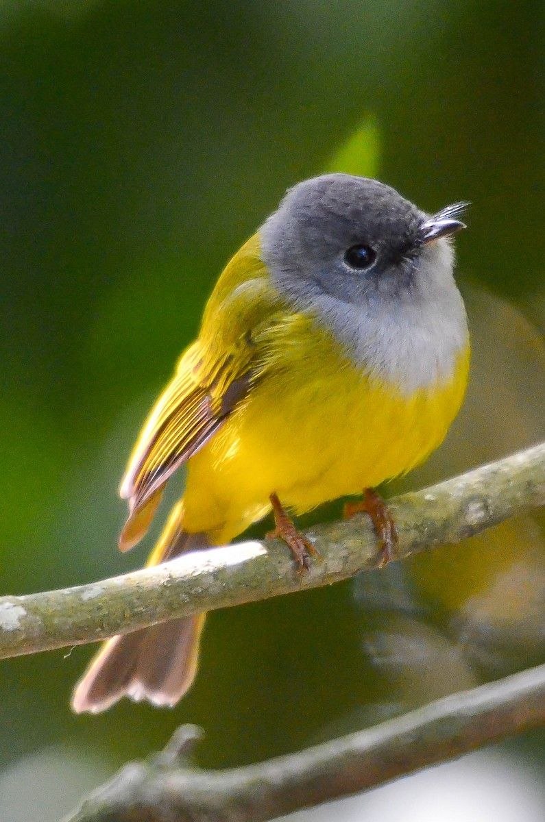 Grey-headed Canary-Flycatcher
