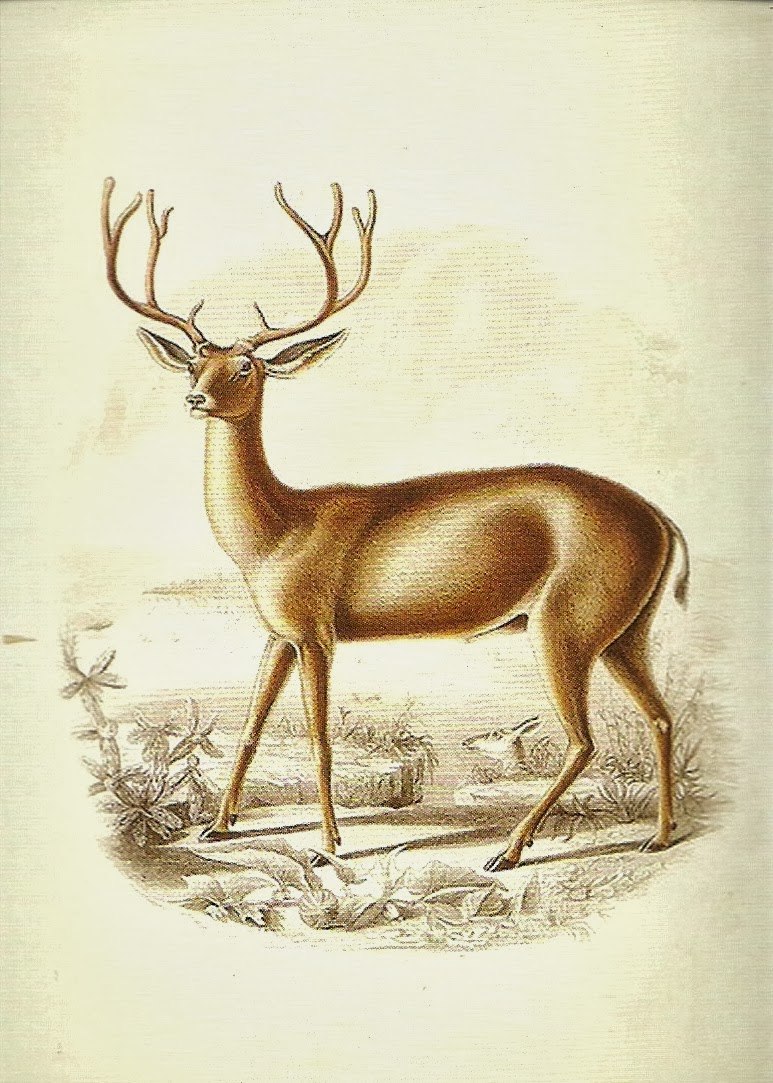 Deedeercz Diane Deer photomodel