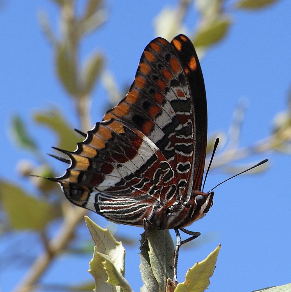 Charaxes Cithaeron бабочка