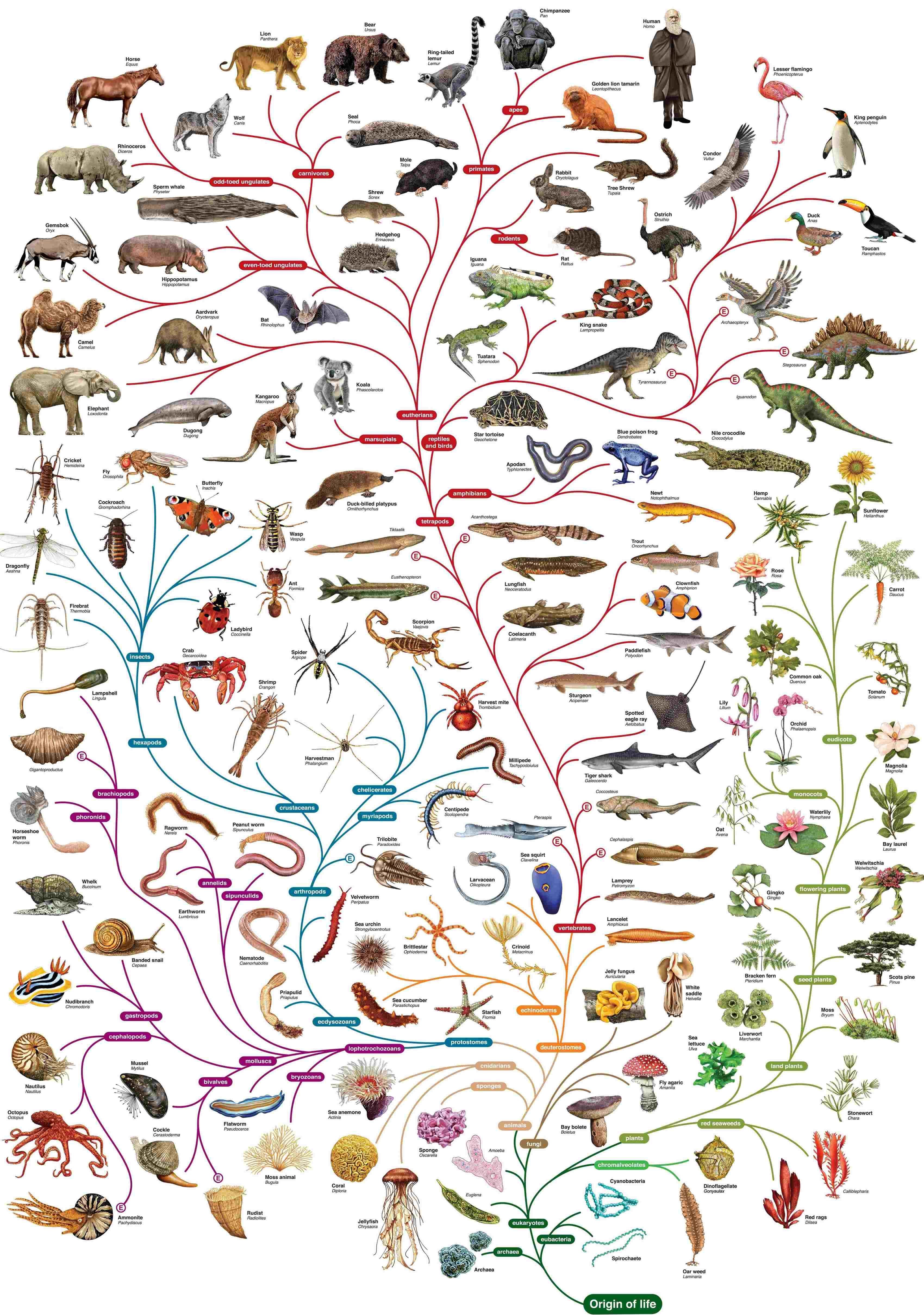 Древо живого. Эволюционное дерево жизни Чарльза Дарвина. Биология Древо эволюции. Видовое дерево эволюционное Древо. Филогенетическое дерево эволюции.