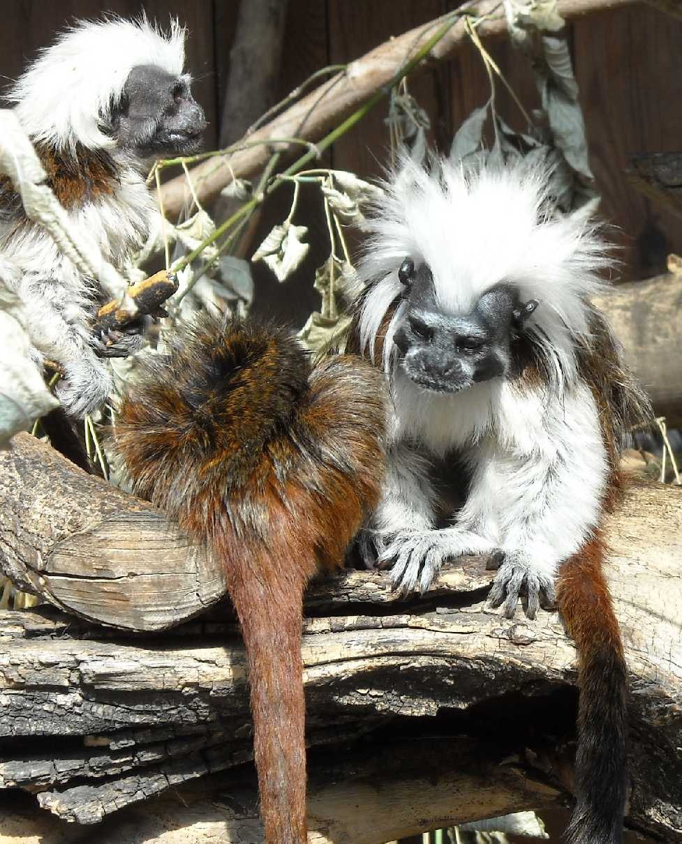 Эдипов Тамарин Saguinus Oedipus