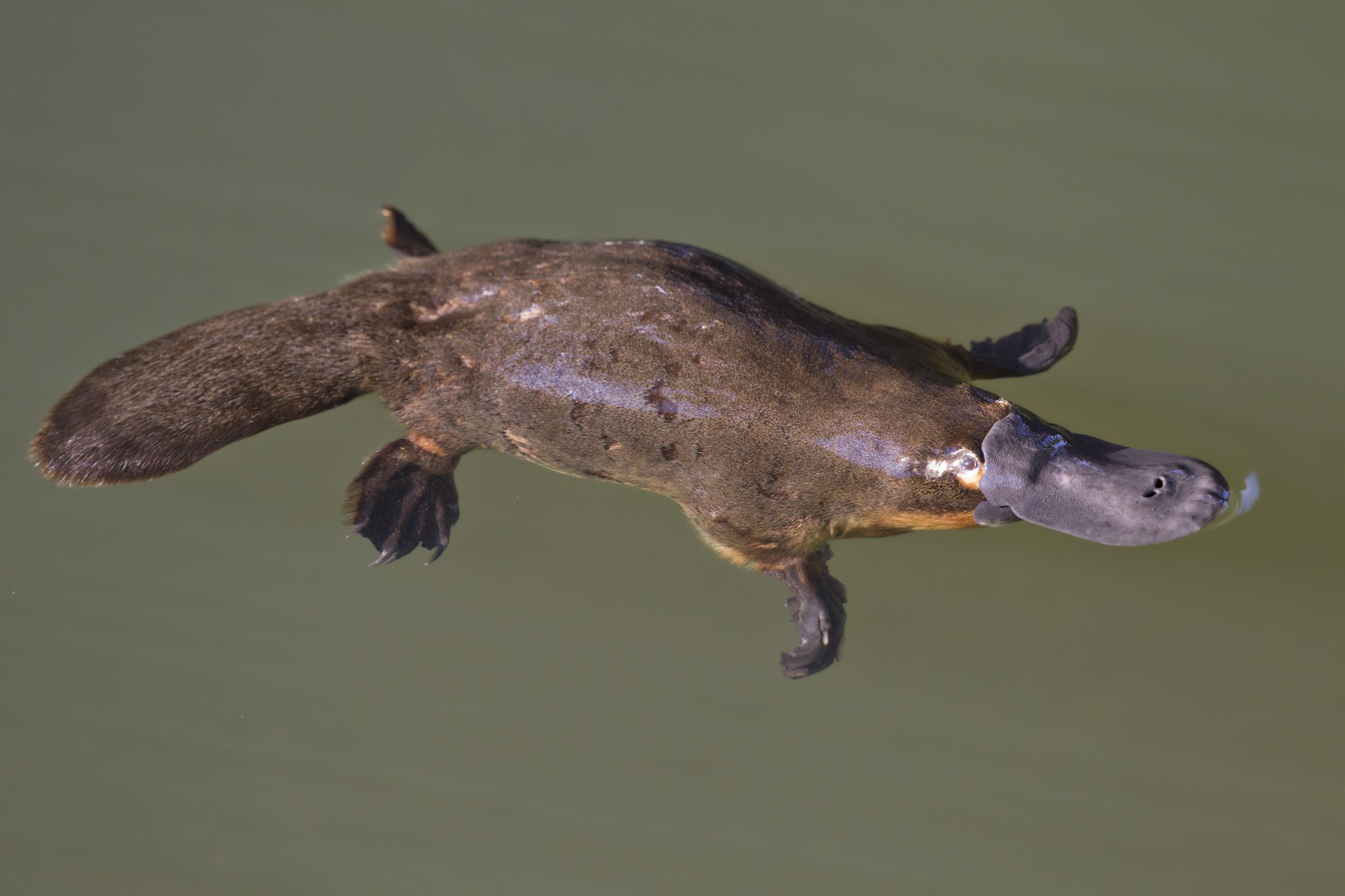 Фото утконоса. Животные Австралии Утконос. Эндемики Австралии Утконос. Ornithorhynchus anatinus. Утконос эндемик.