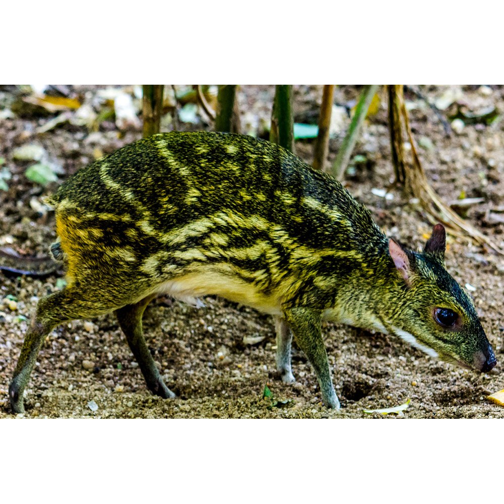 Moschiola meminna