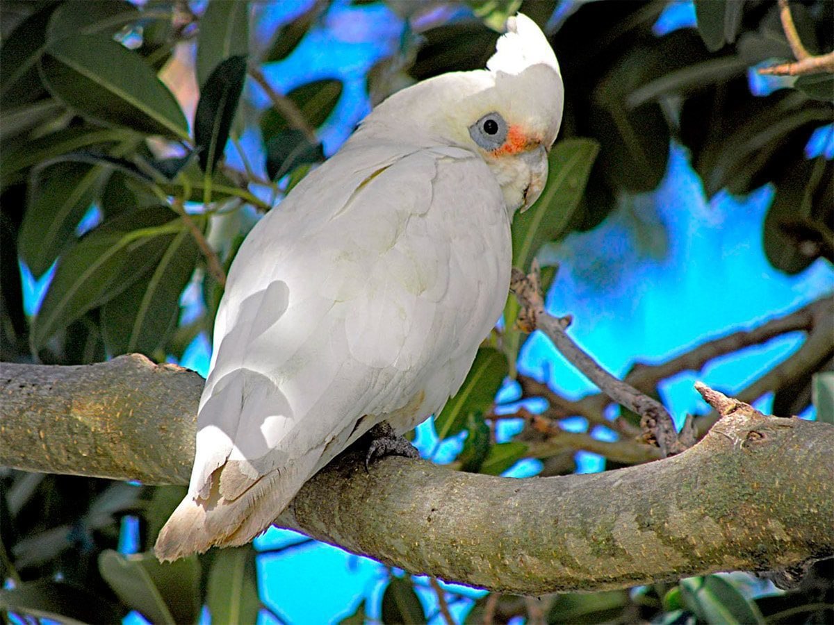 Какаду род. Тонкоклювый Какаду. Гологлазый Какаду. Cacatua pastinator. Гнездо попугая Какаду.