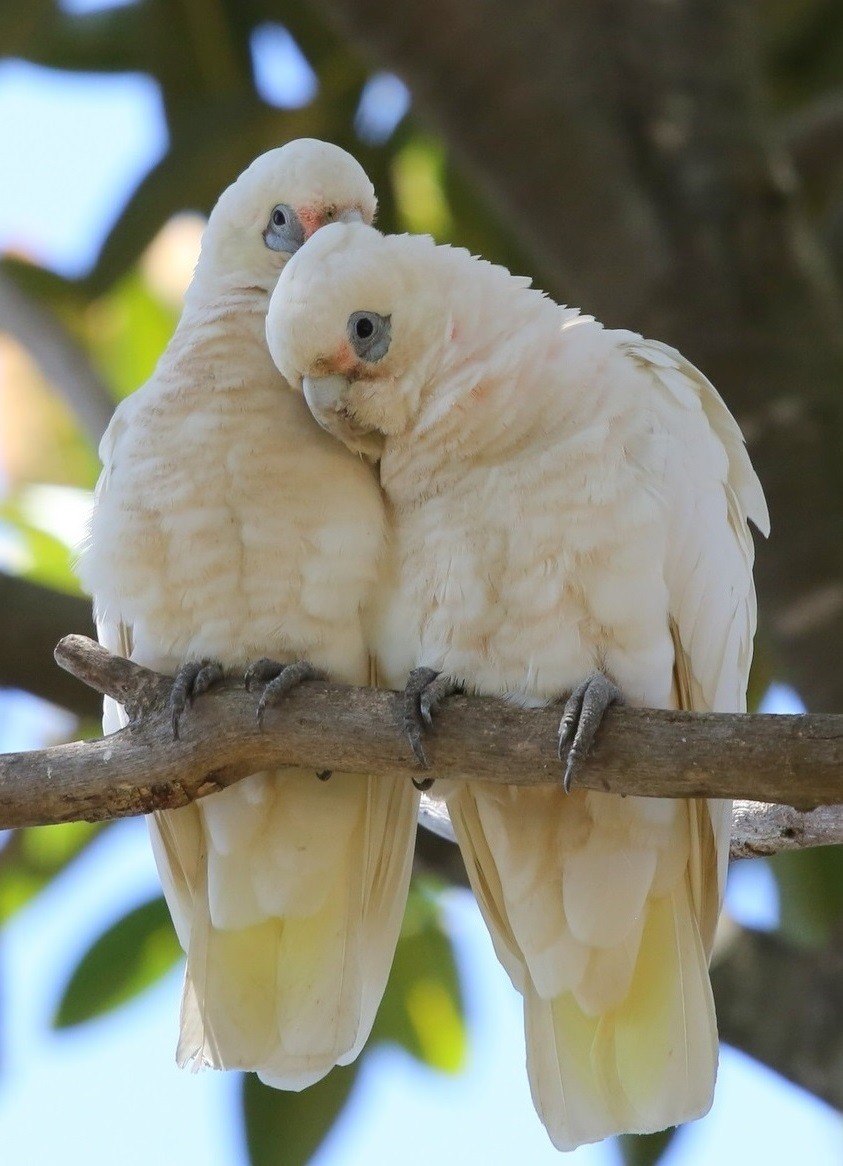 Cacatua pastinator
