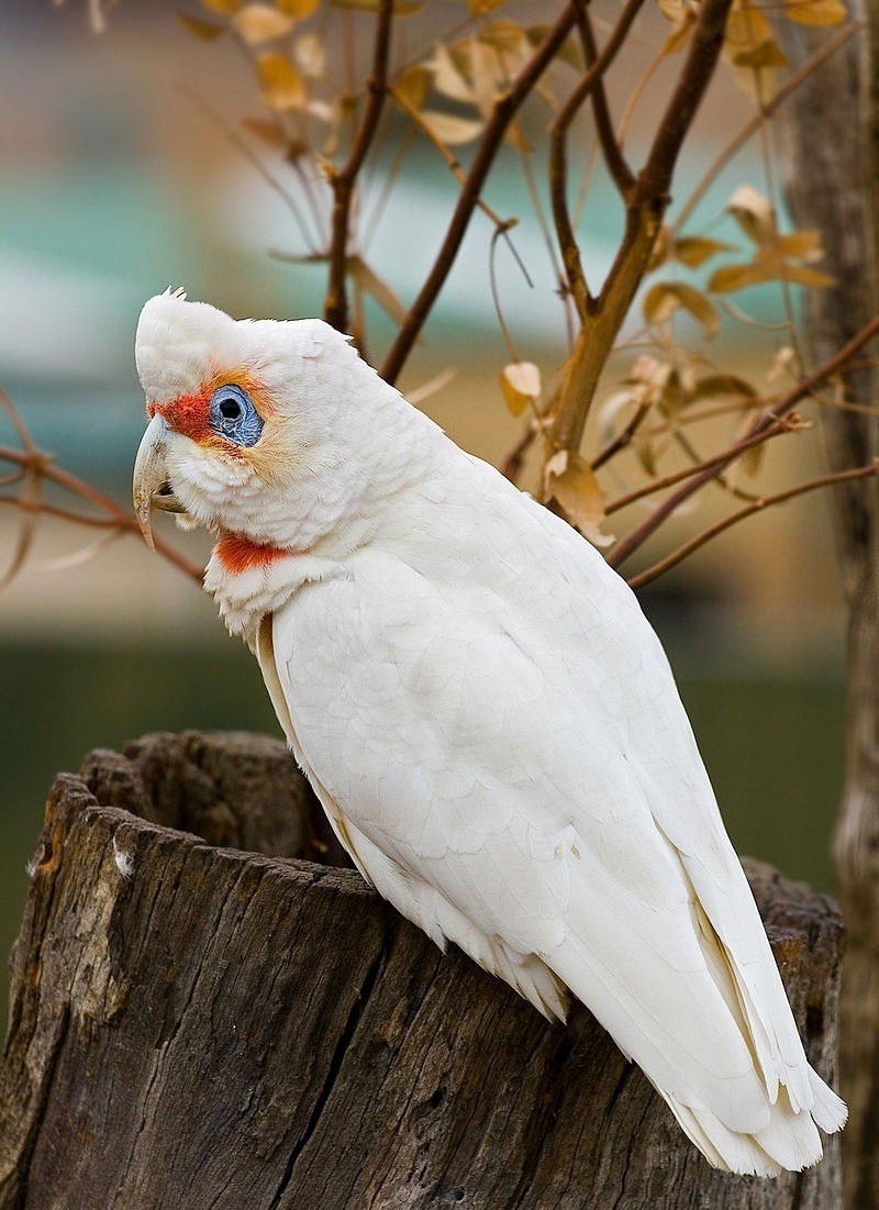 Какаду и корелла