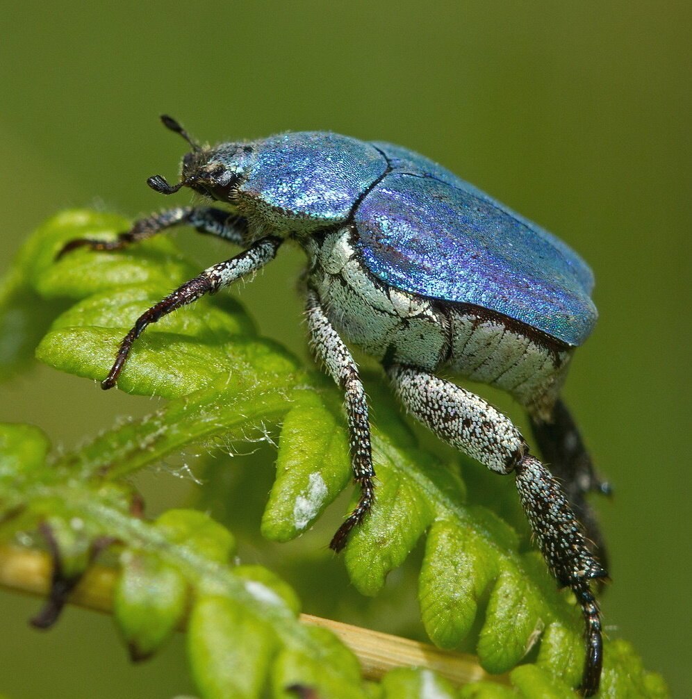 Hoplia coerulea