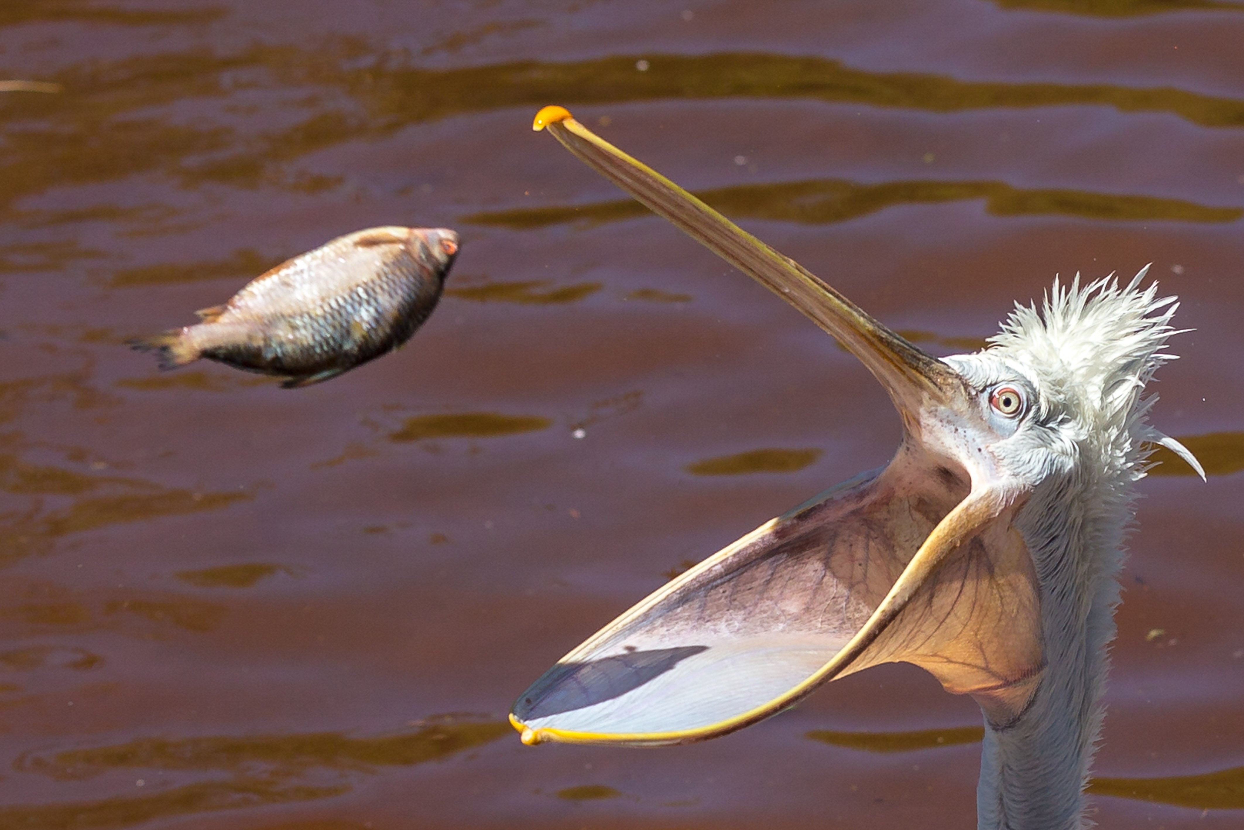 Пеликан ловит рыбу. Рыба Пеликан. Большерот рыба-Пеликан. Пеликан с рыбкой. Рыба с клювом.