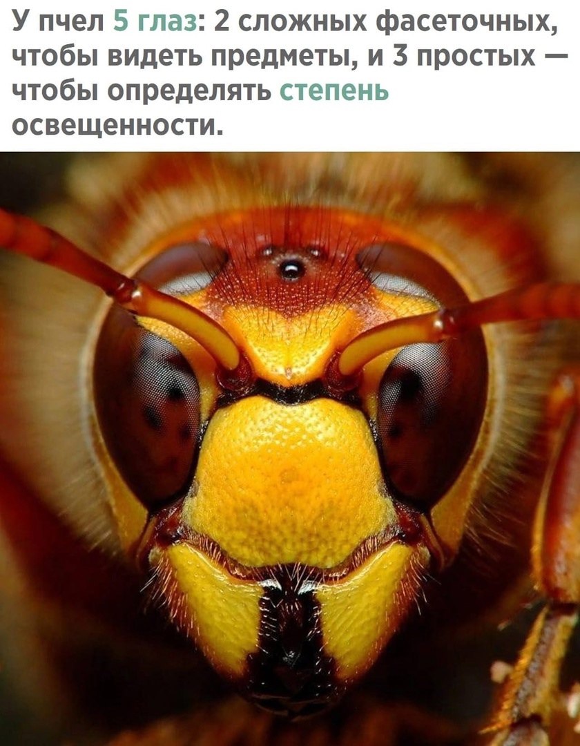 У пчелы 5 глаз