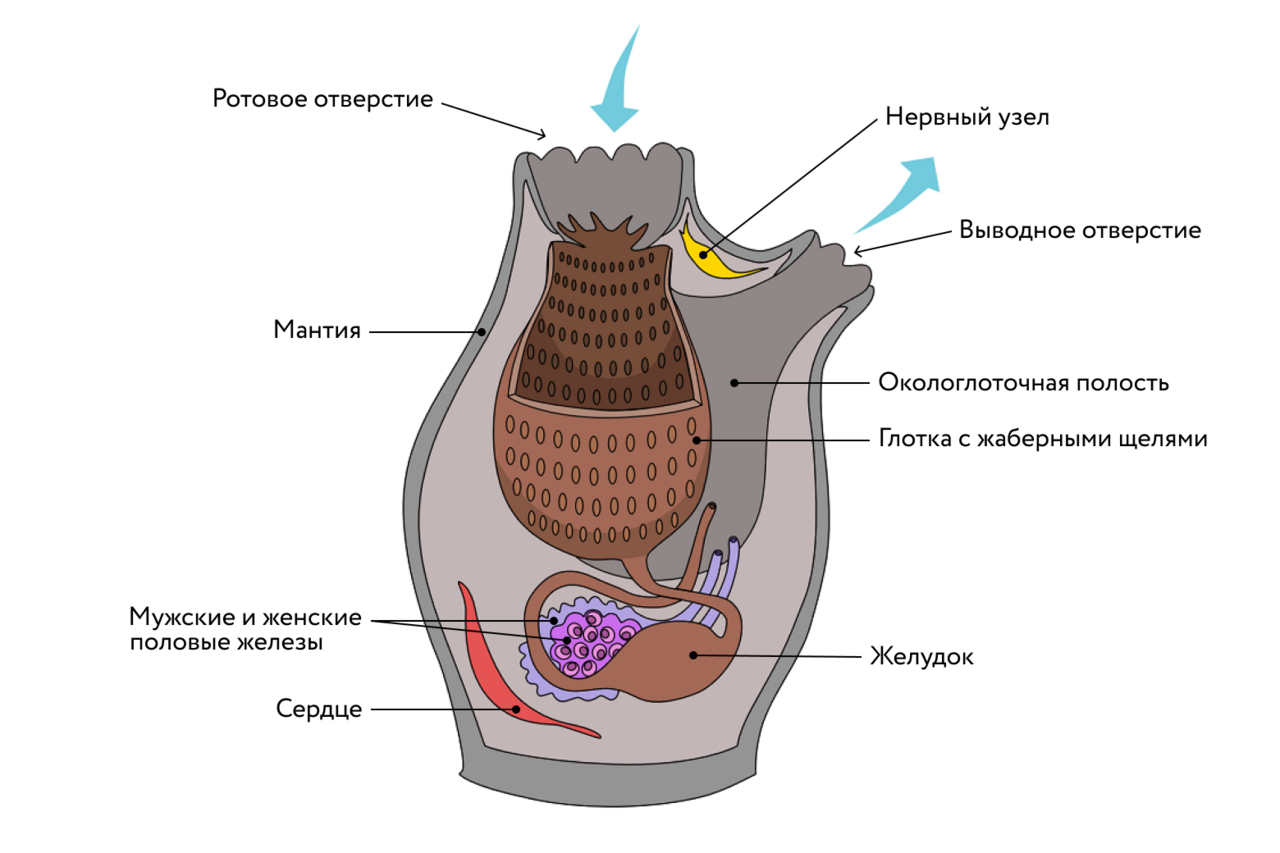 Асцидия строение. Оболочники строение. Внутреннее строение асцидии. Схема строения асцидии.