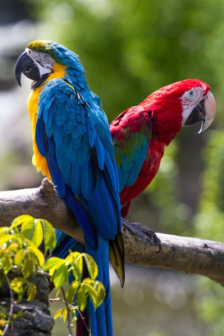 Фото попугая ару. Африканский попугай ара. Попугай Macaw. Какаду и ара. Blue & Gold Macaw Parrots.