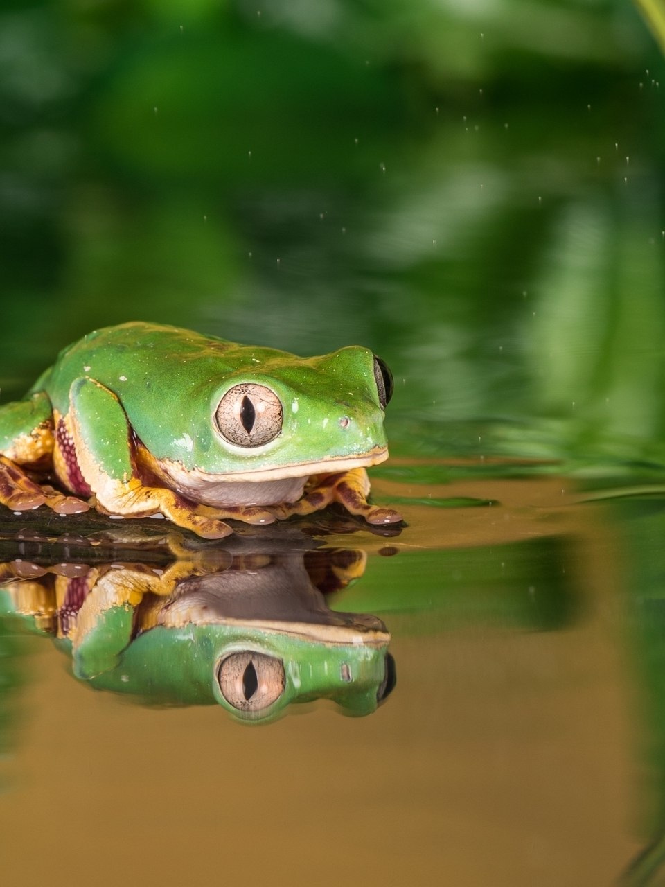 Красивая узкоротая квакша
