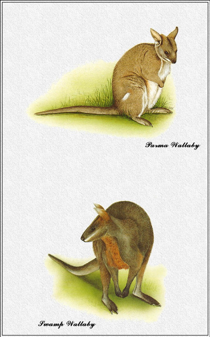 An Australian mammal a good swimmer