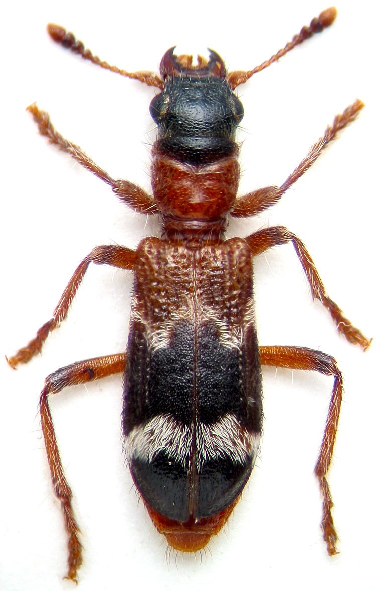 Thanasimus rufipes
