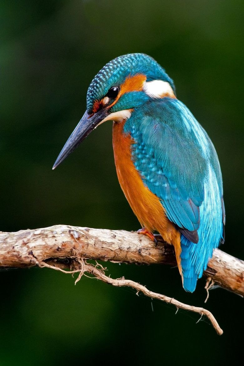 Обыкновенный Зимородок