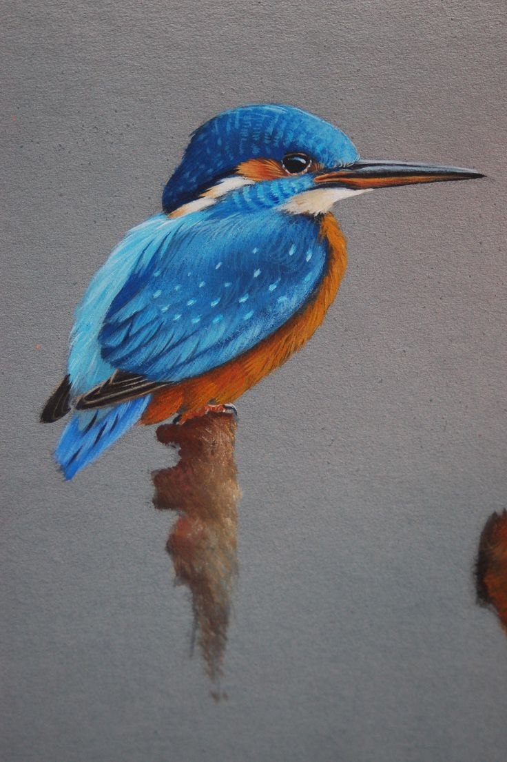 Пичугин Зимородок