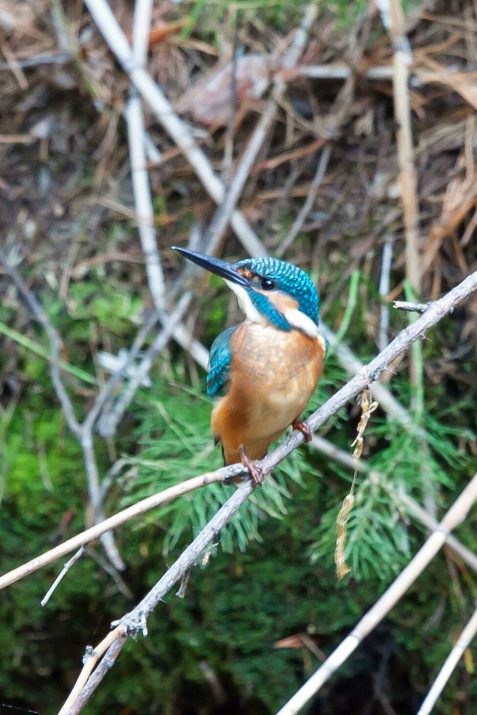 Маркизский ошейниковый зимородок
