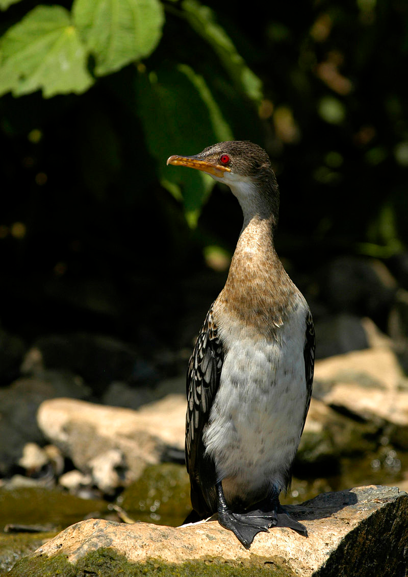 Microcarbo africanus