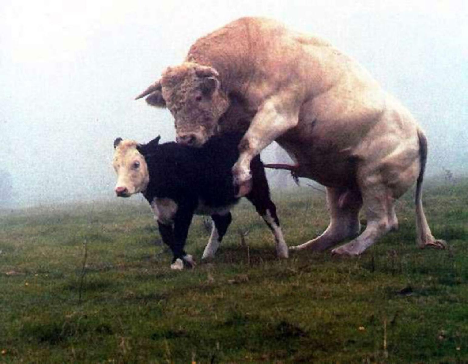 Bull cock. Корова и бык. Шотландский бык. Корова и человек.