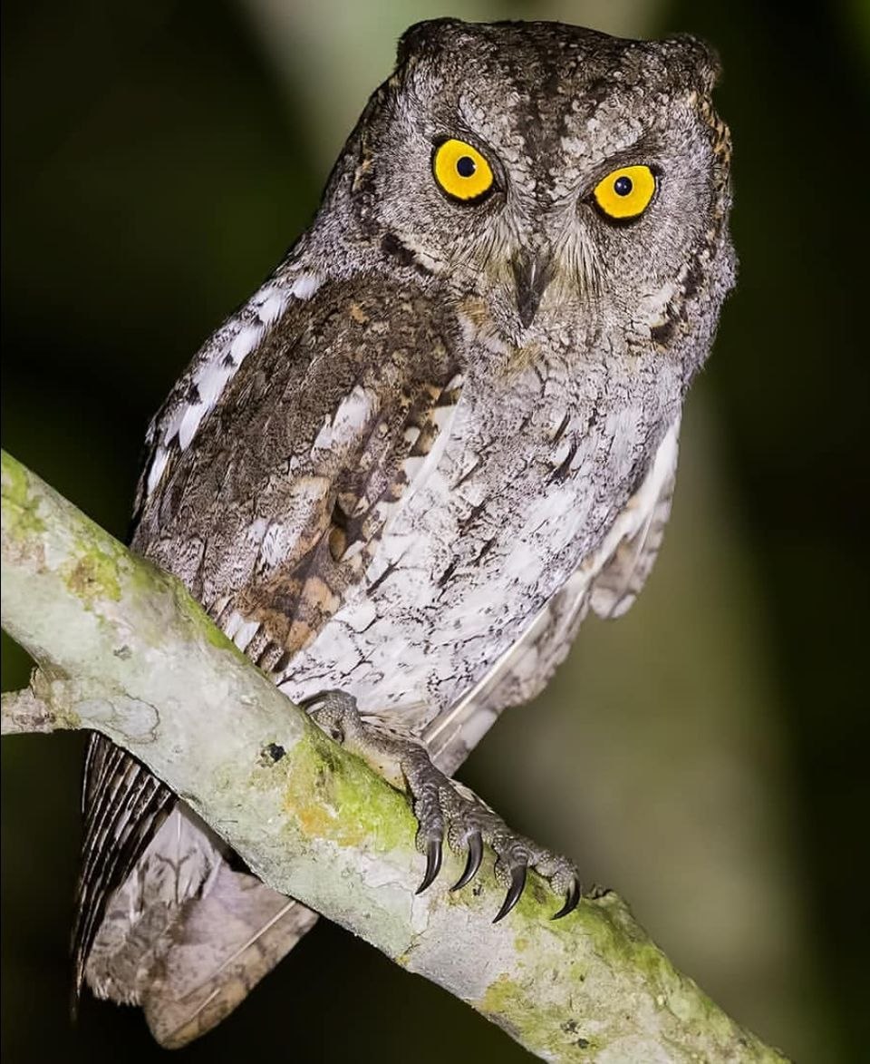 Восточная совка (Otus sunia)