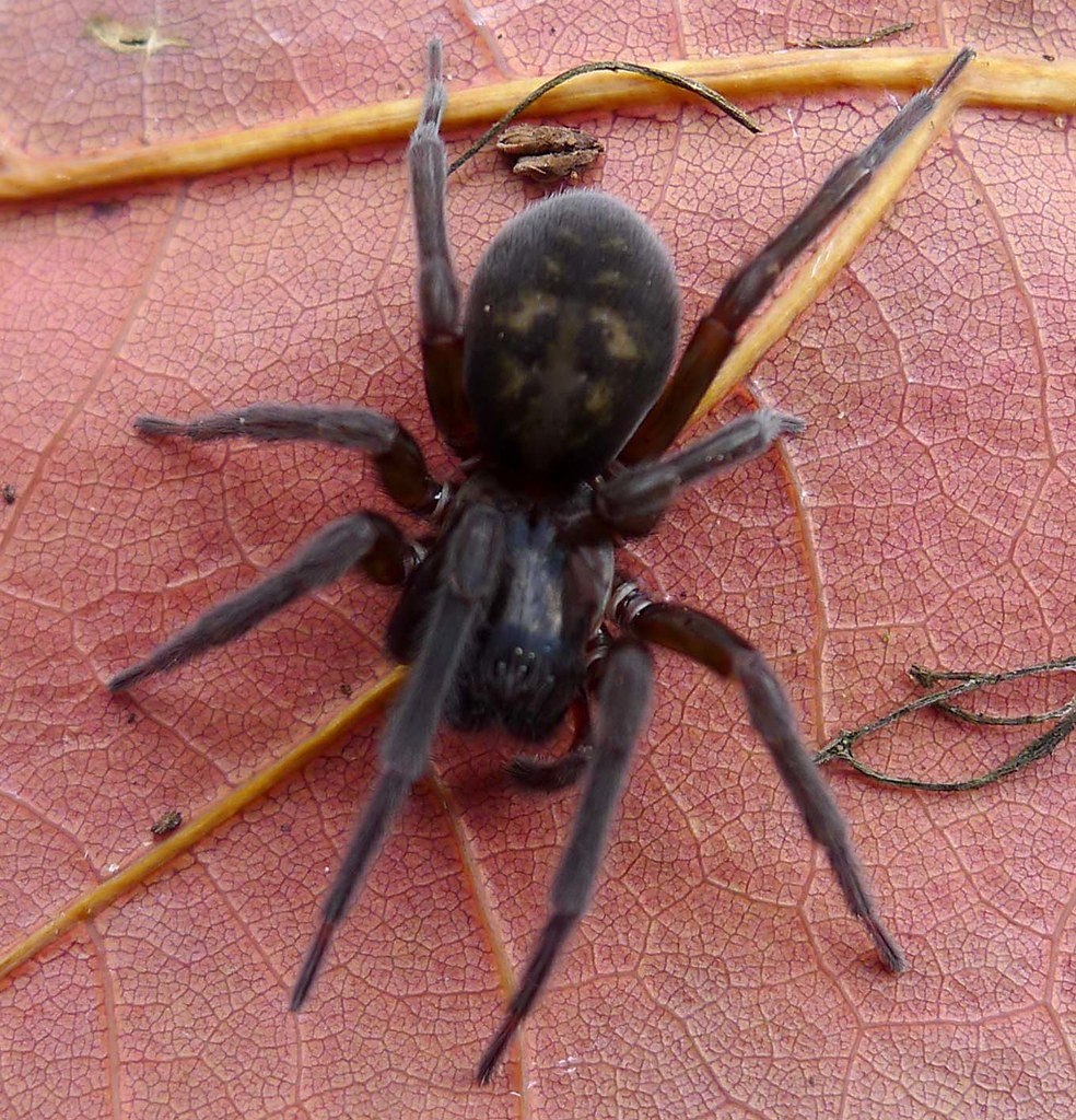 Пауки Amaurobius Ferox