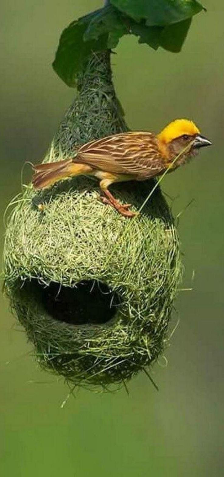 Усатые ткачи
