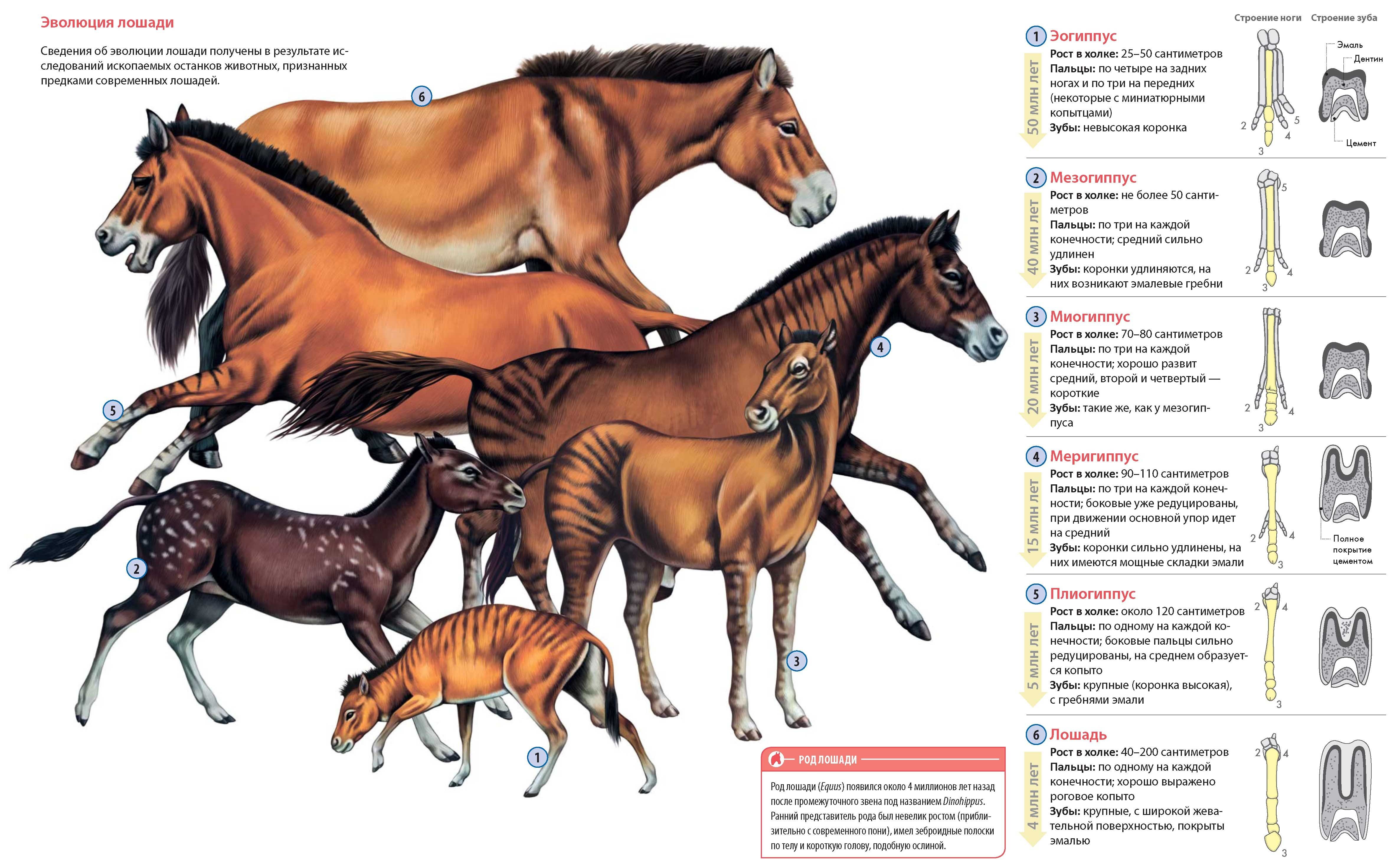Где произошли лошади. Эволюция лошади от Эогиппуса. Эксмо лошади. Самая полная иллюстрированная энциклопедия.