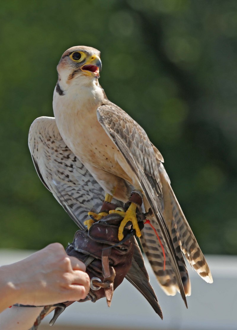 Falco biarmicus