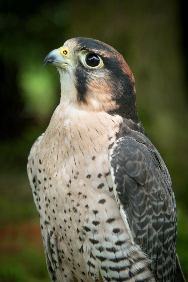 Lanner Falcon