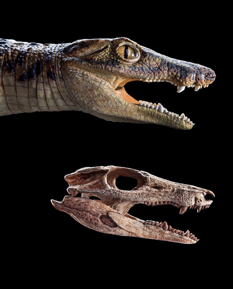 Anatosuchus Minor