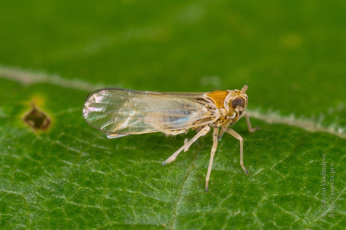 Крылья равнокрылых. Отряд Равнокрылые. Delphacidae. Равнокрылые насекомые представители. Листоблошки Прямокрылые.