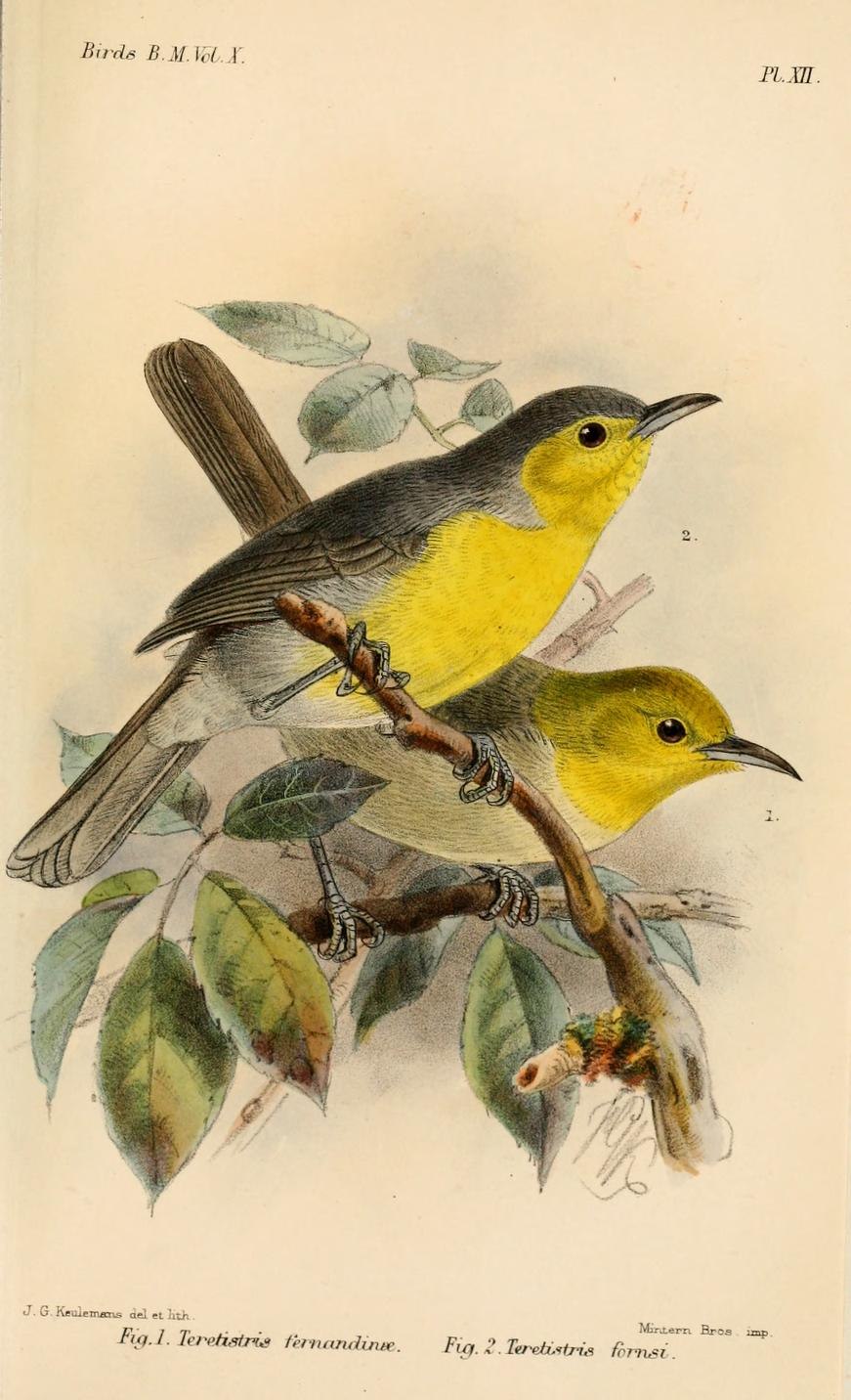 Teretistris fernandinae