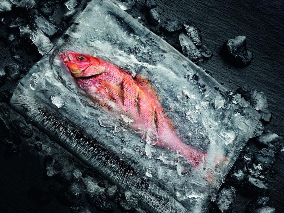 Рыба после заморозки. Замерзшая рыба. Рыба на льду. Рыба замерзла во льду.