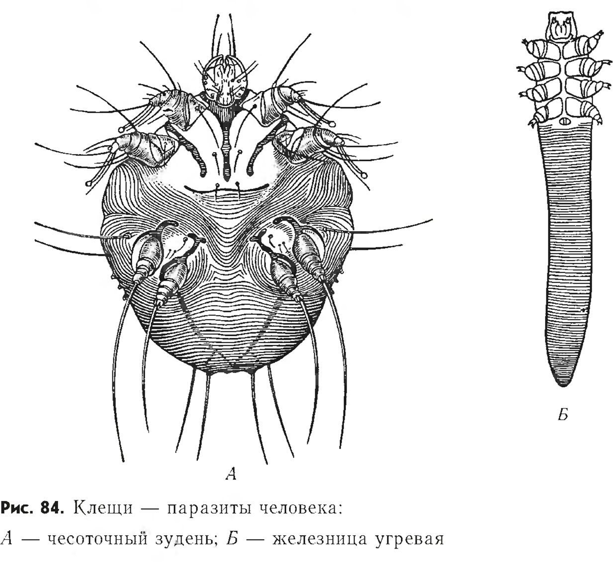 Хозяева чесоточного зудня