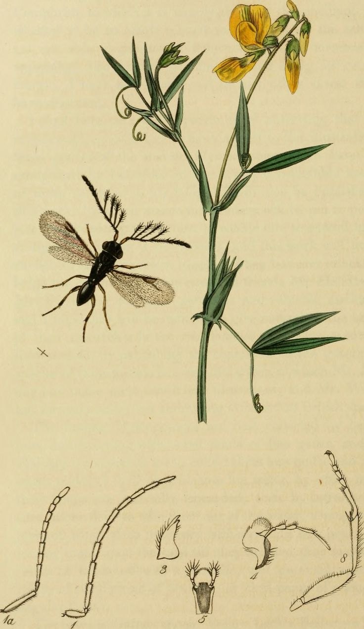 Megaspilidae