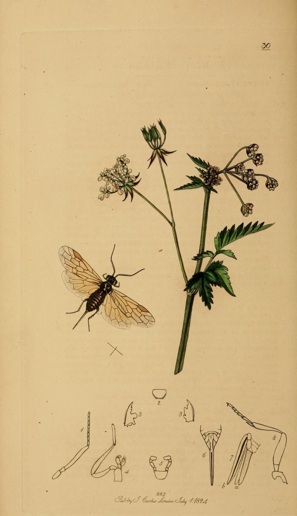 Megalyridae