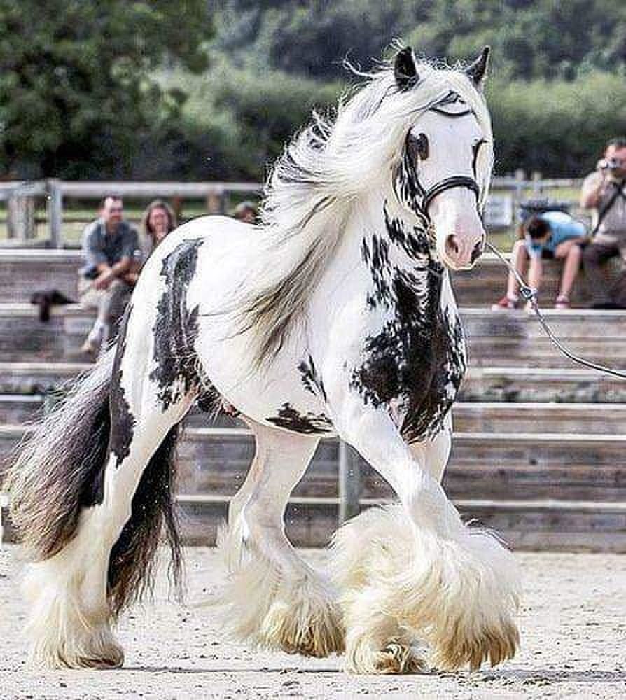 Лошадь породы Gypsy Vanner