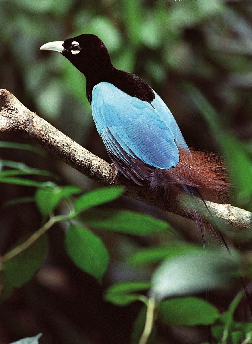 Paradisaea Rudolphi