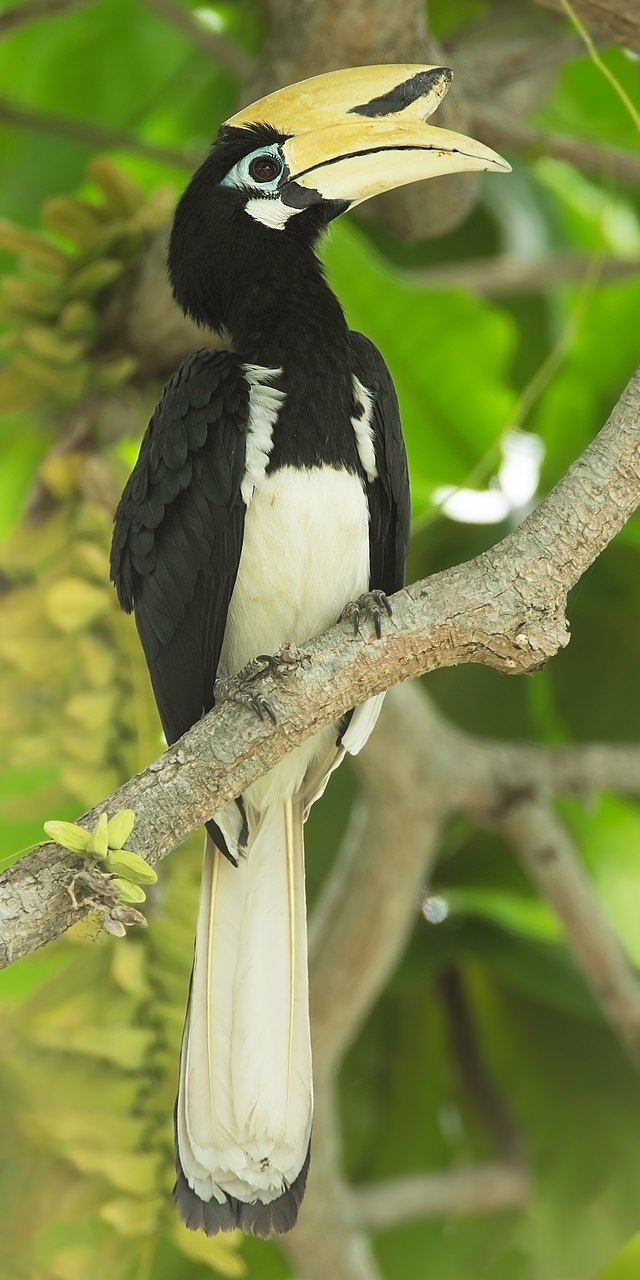 Anthracoceros albirostris