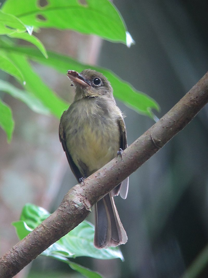 Lasiorhynchites olivaceus