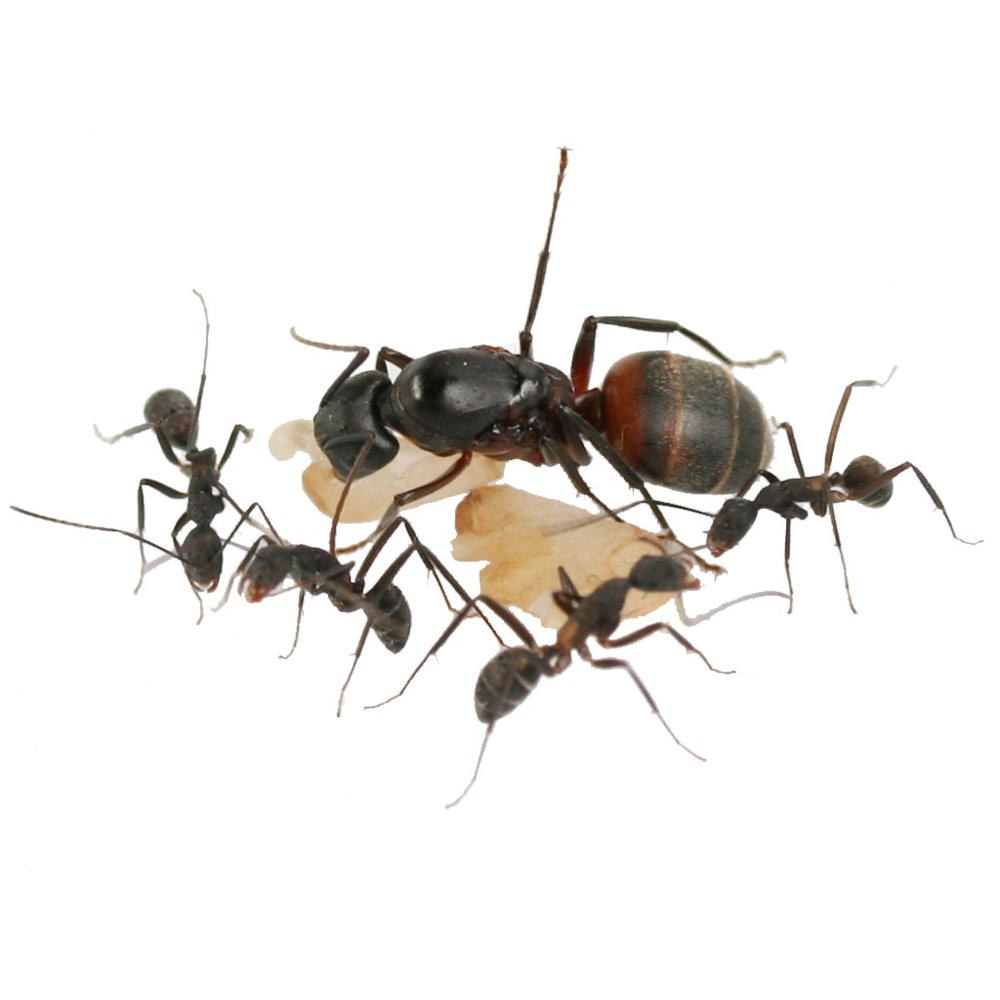 Муравьи Camponotus cruentatus