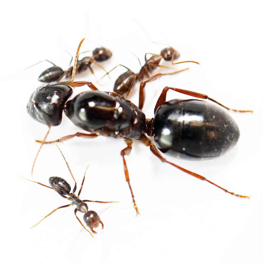 Муравьи Camponotus saxatilis
