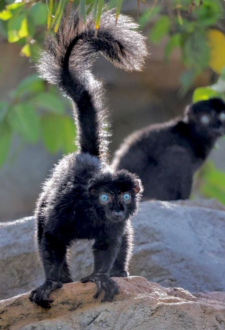 Eulemur flavifrons