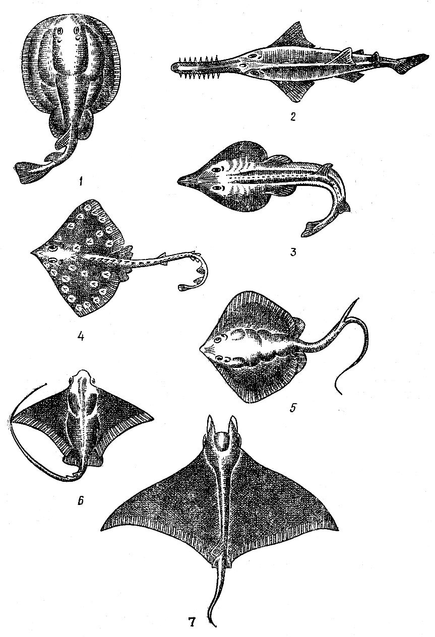 Форма тела ската. Скат Манта орляк. Скат орляк хвостокол. Летучий Скат орляк. Точечный Скат.