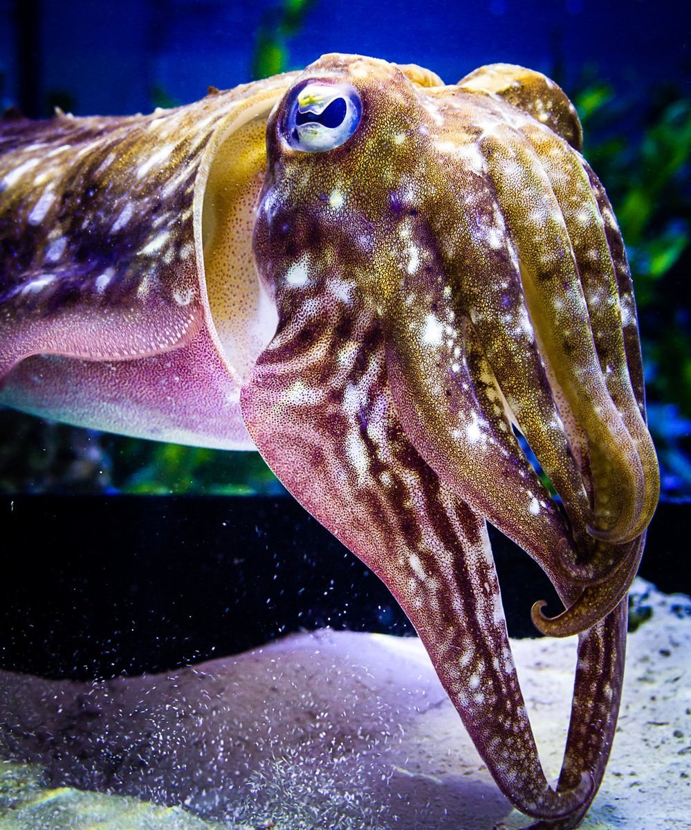 Каракатицы